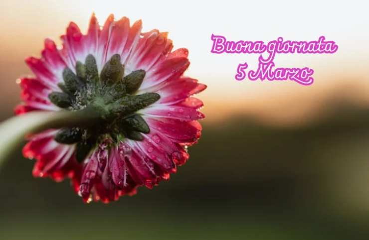 un fiore e la scritta buongiorno