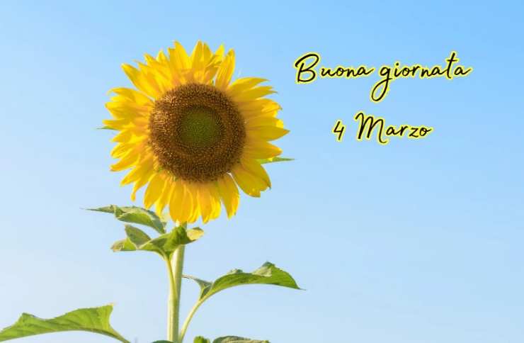 un girasole e una scritta