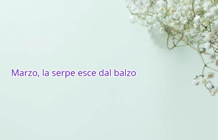 una frase e dei fiori