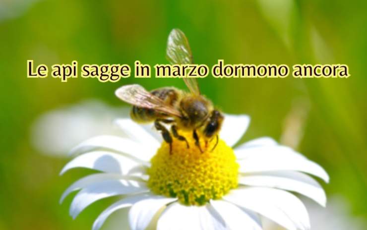 una frase e un ape su un fiore