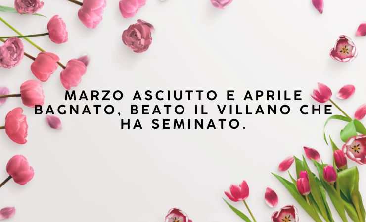 frase e fiori sparsi