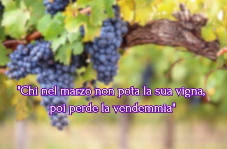 una frase e dell'uva sulla vite