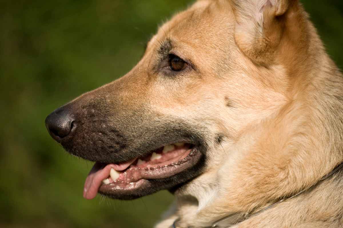 Muso di un cane simil pastore tedesco