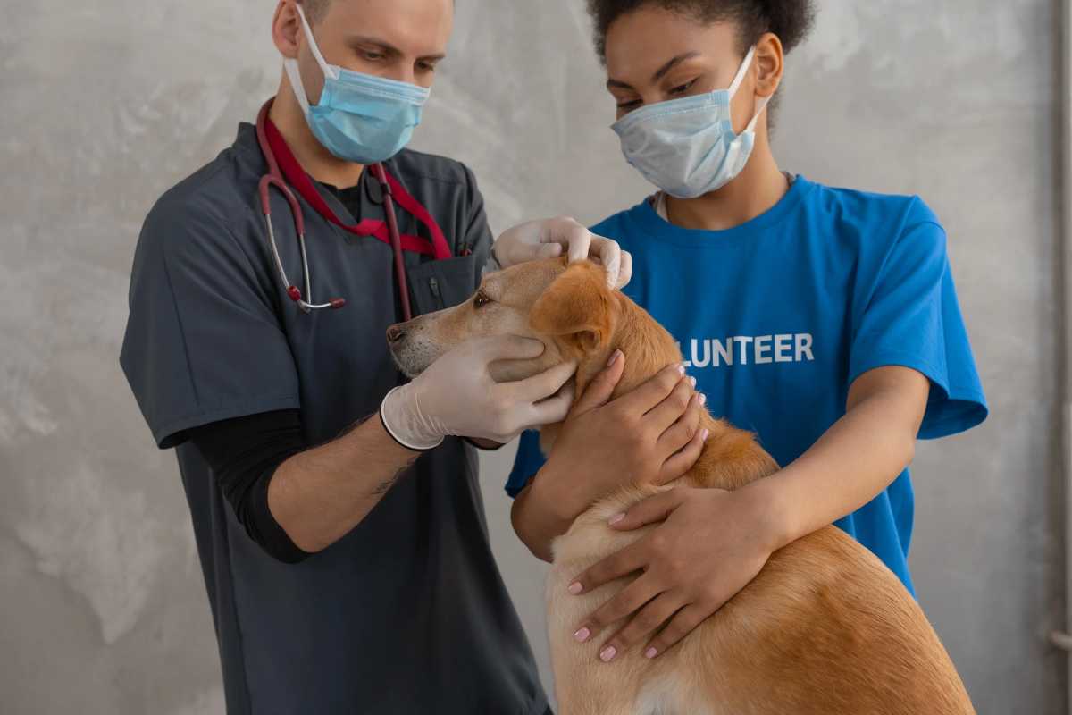 Un veterinario e una volontaria con un cane